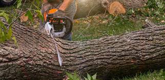 Best Hazardous Tree Removal  in Fort Wright, KY